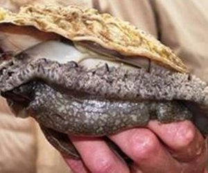 Great Economic News for Overstrand Aquaculture